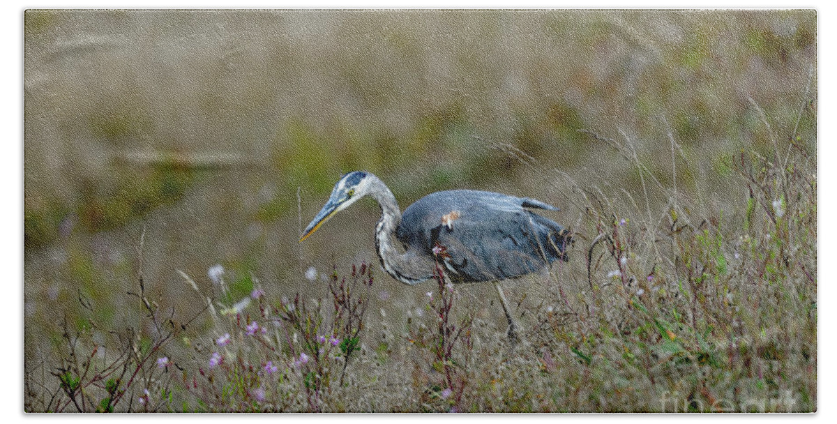 Great Blue Heron Bath Towel featuring the photograph Great Blue Heron Searching for Lunch by Amazing Action Photo Video