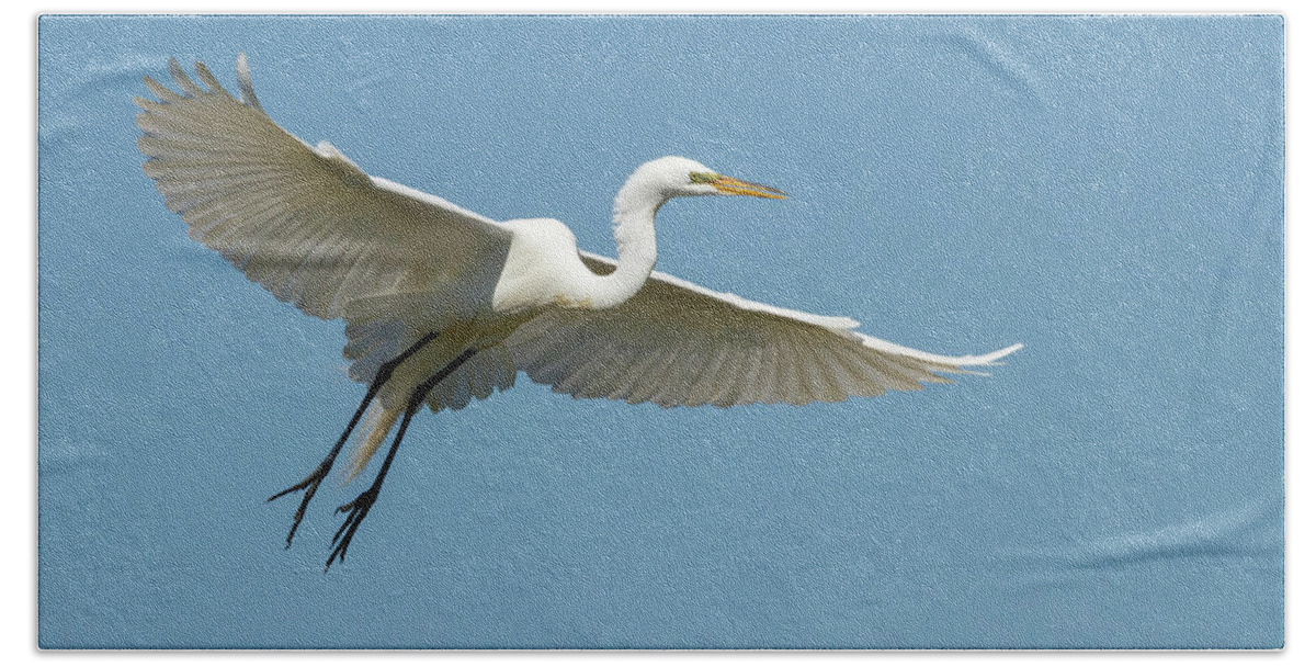 Great Egret Bath Towel featuring the photograph Great Egret 2014-18 by Thomas Young