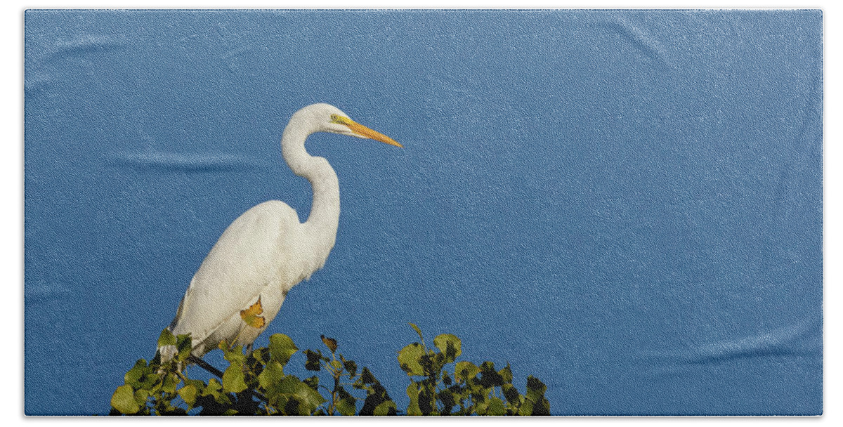 Great Egret Bath Towel featuring the photograph Great Egret 2016-4 by Thomas Young