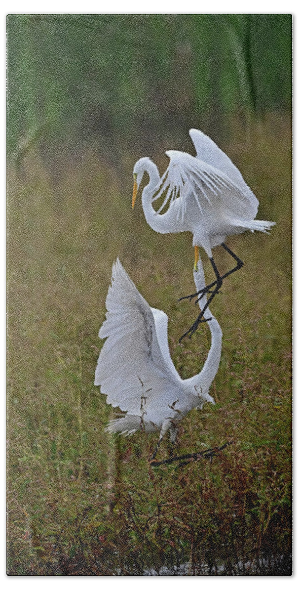 Ardea Alba Bath Towel featuring the photograph Great Egret Fight by Amazing Action Photo Video