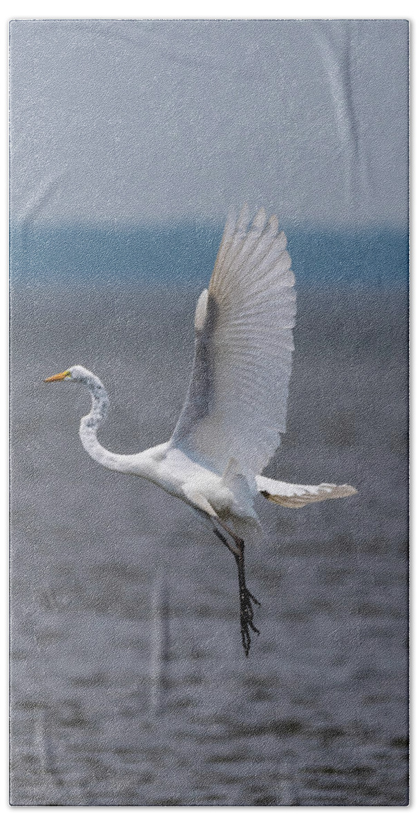 Bird Hand Towel featuring the photograph Great Egret by Grant Twiss