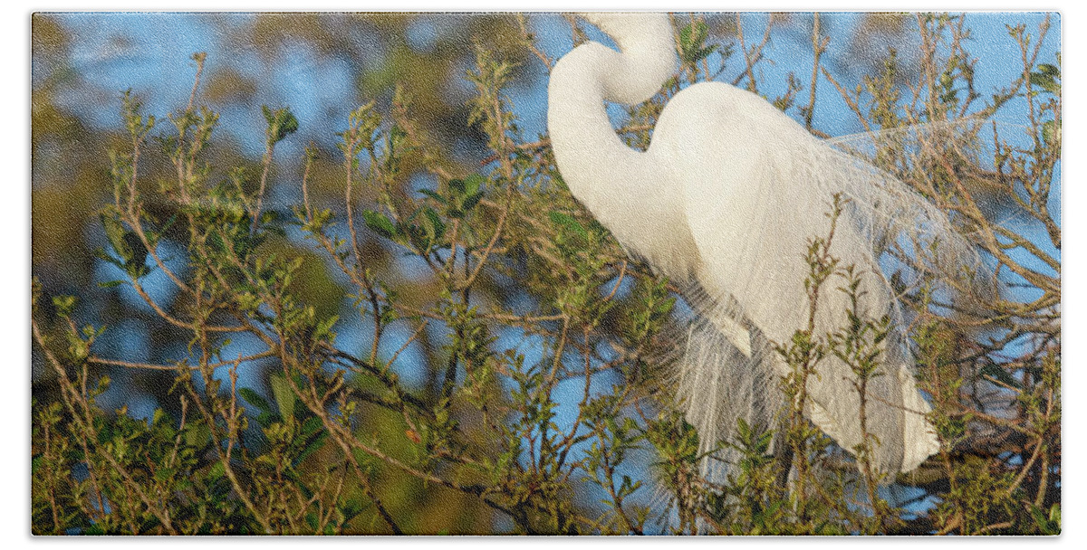 2022 Bath Towel featuring the photograph Great Egret Perched in a Tree by Teresa Wilson