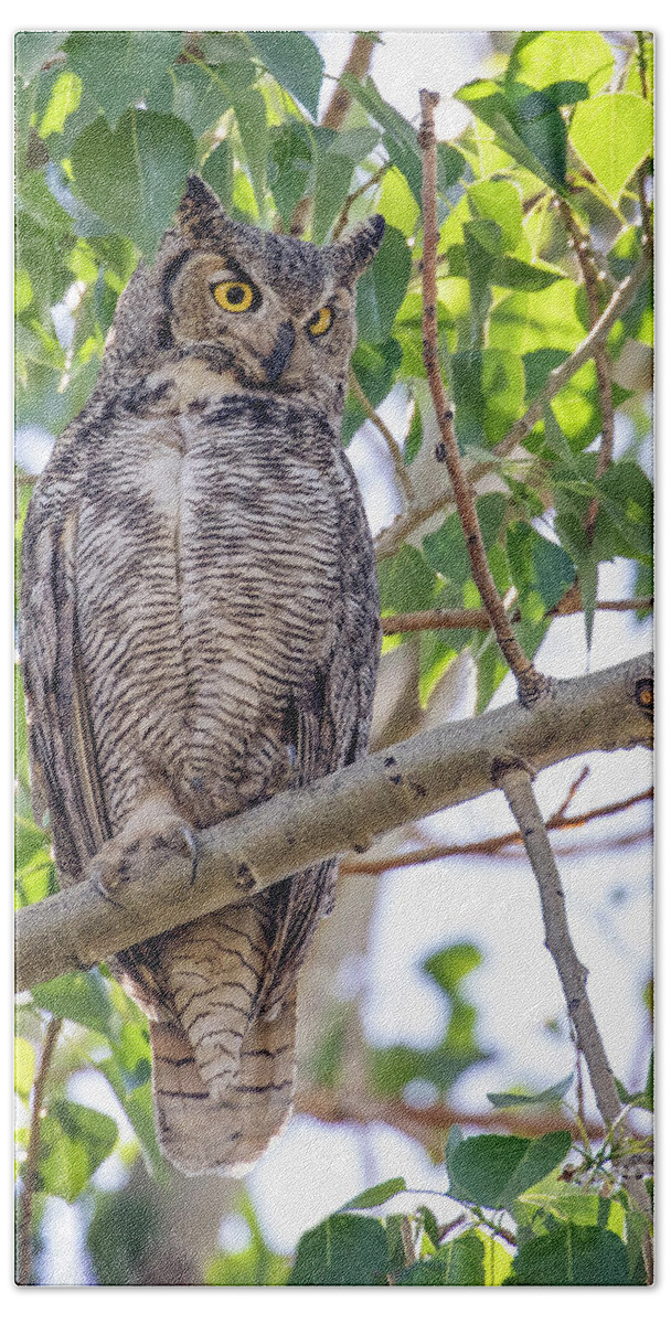 Owl Hand Towel featuring the photograph Great Horned Owl Hunting by Dawn Key