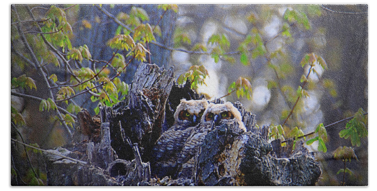 Owls Bath Towel featuring the photograph Great Horned Owlets by Mary Walchuck