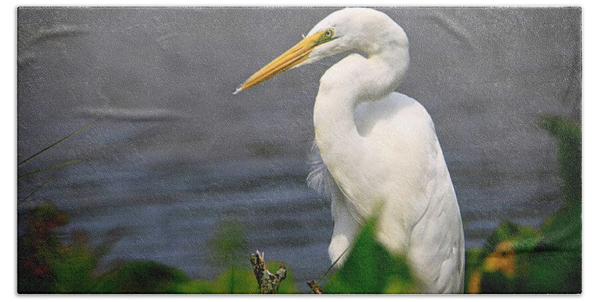 Birds Bath Towel featuring the photograph Great White Egret by Mary Walchuck