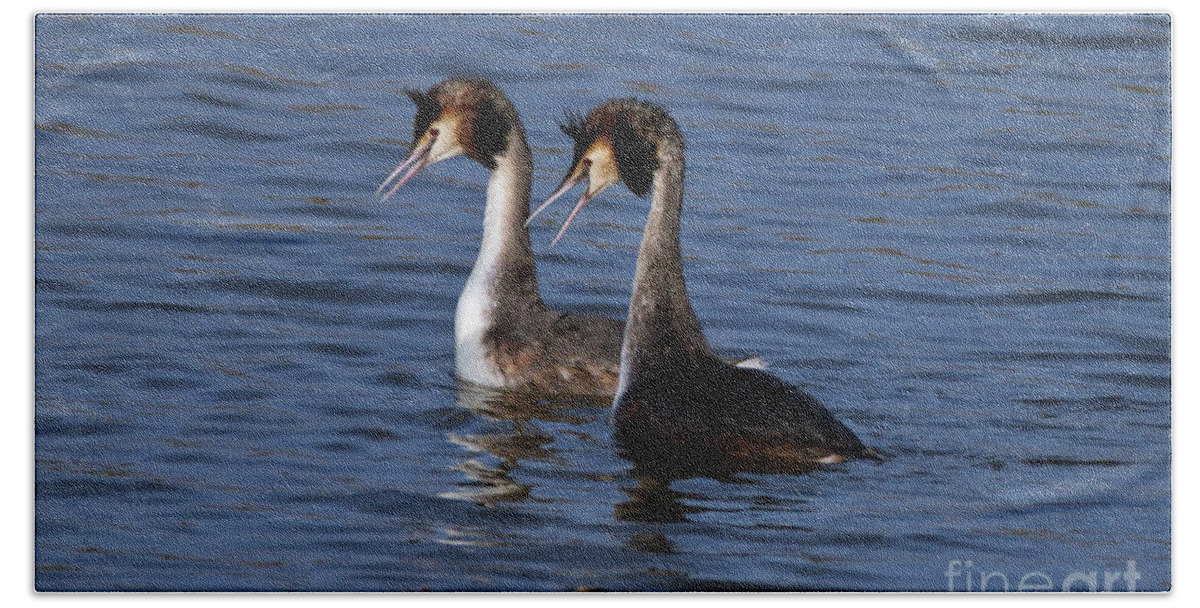 Birds Bath Towel featuring the photograph Grebes Dancing by Stephen Melia