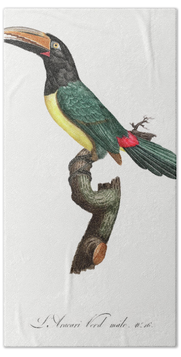 Jacques Barraband Hand Towel featuring the digital art Green Aracari 02 - Vintage Bird Illustration - Birds Of Paradise - Jacques Barraband - Ornithology by Studio Grafiikka