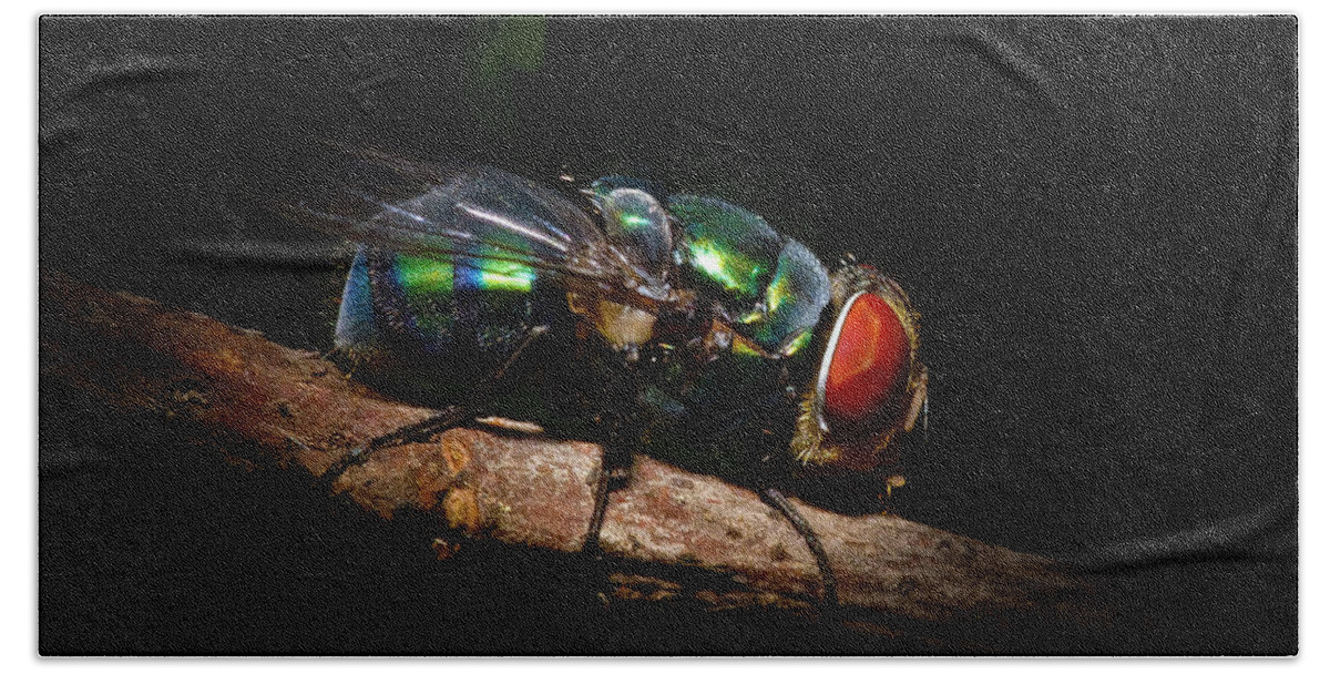 Green Bottle Fly Bath Towel featuring the photograph Green Bottle Fly by Mark Andrew Thomas