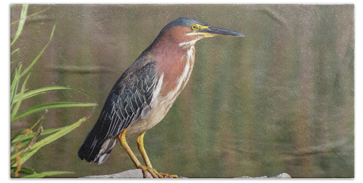 Green Heron Bath Towel featuring the photograph Green Heron by the Pond by Kathleen Bishop