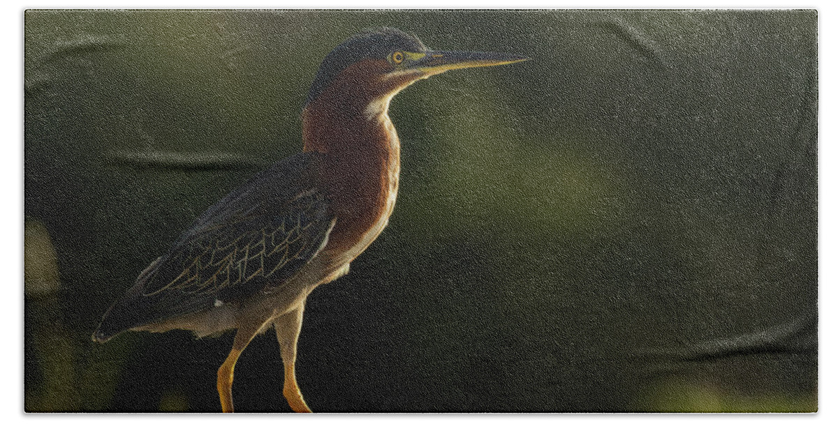Green Heron Hand Towel featuring the photograph Green Heron Strut by RD Allen