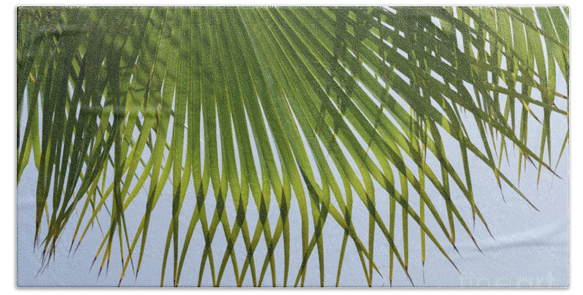Palm Leaf Bath Towel featuring the photograph Green palm leaf and blue sky on the beach by Adriana Mueller