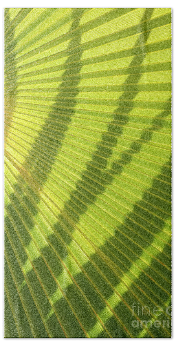 Palm Leaf Bath Towel featuring the photograph Green palm leaf and shadows 1 by Adriana Mueller