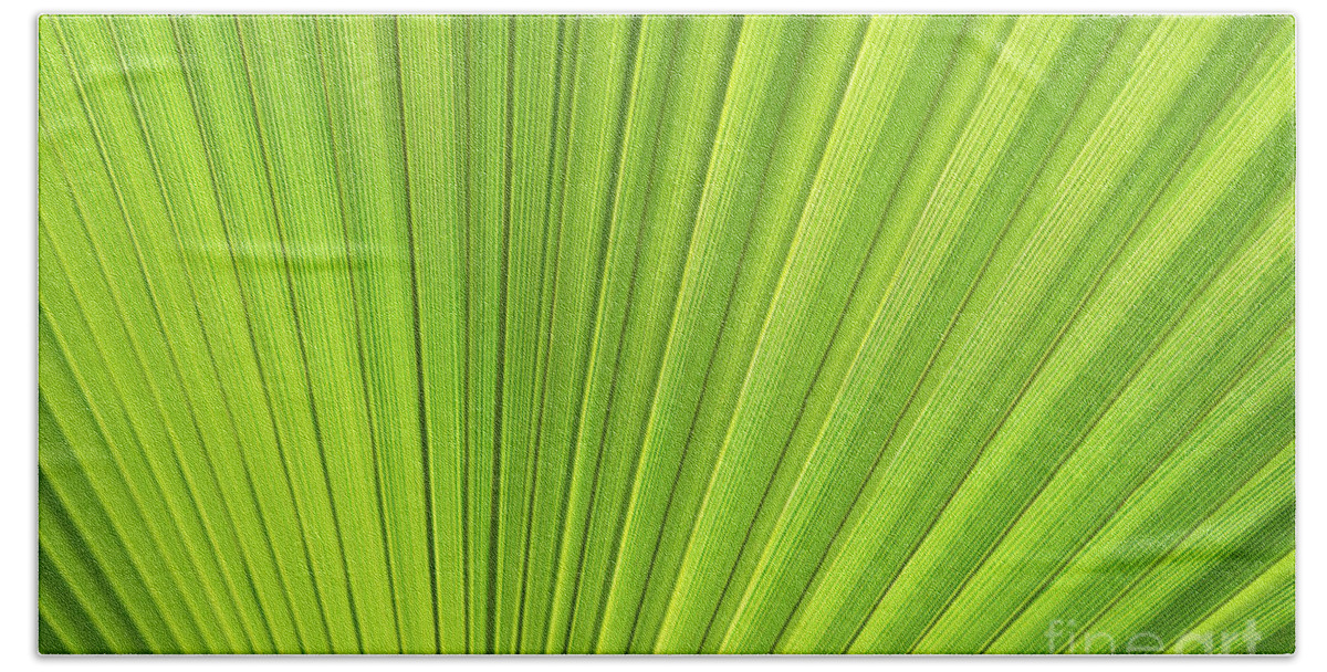 Palm Leaf Bath Towel featuring the photograph Green palm leaf and mediterranean sunlight by Adriana Mueller