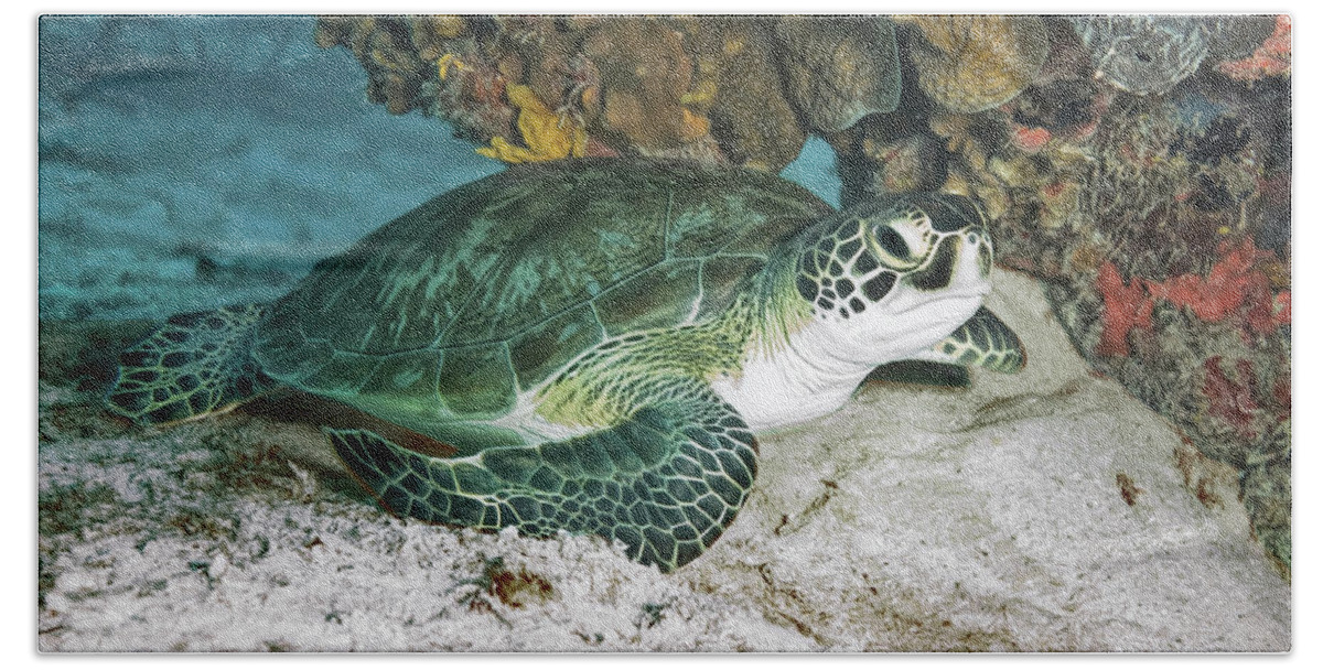 Turtle Bath Towel featuring the photograph Green Sea Turtle by Susan Hope Finley