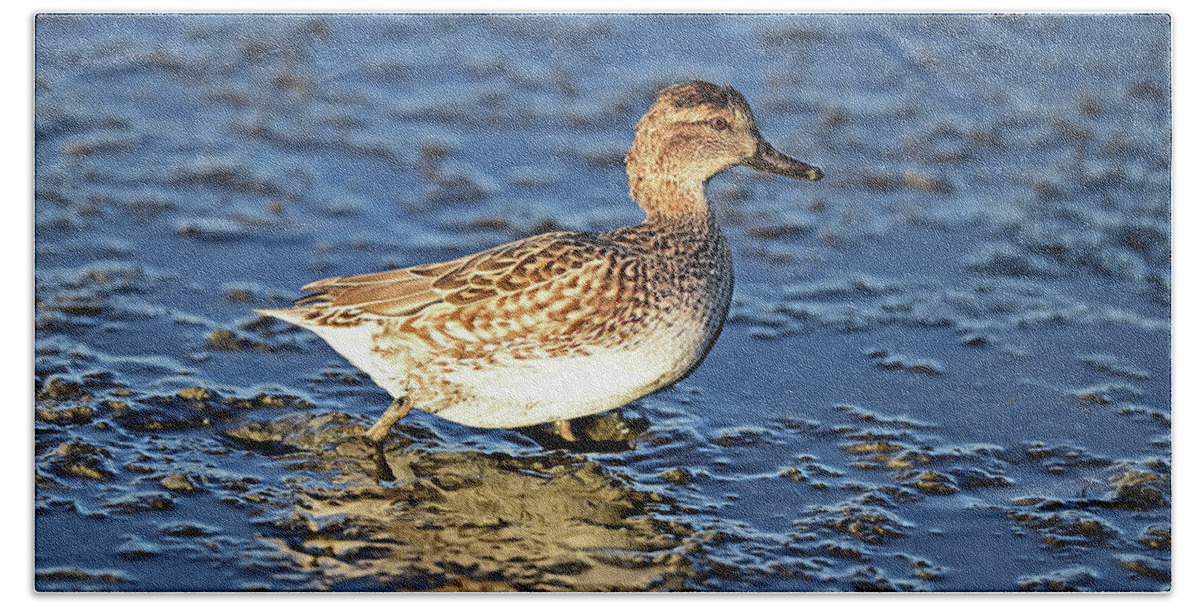 Anas Bath Towel featuring the photograph Green-winged Teal Juvenile by Amazing Action Photo Video