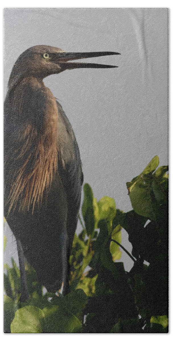 Reddish Egret Hand Towel featuring the photograph Greeting the morning sun by RD Allen
