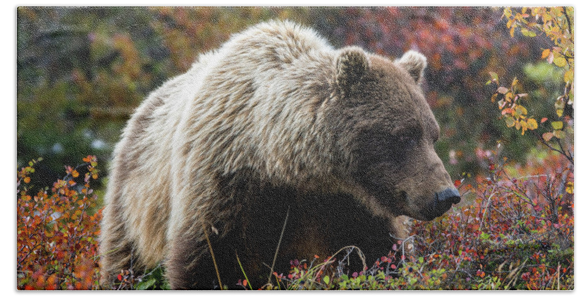 Grizzly Hand Towel featuring the photograph Grizzly bear in Denali national park - Alaska by Olivier Parent