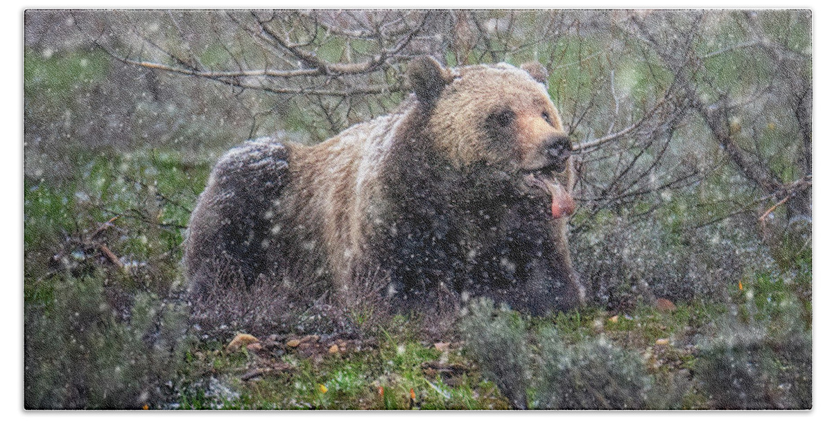 Snowflake Bath Towel featuring the photograph Grizzly Catching Snowflakes by Michael Ash