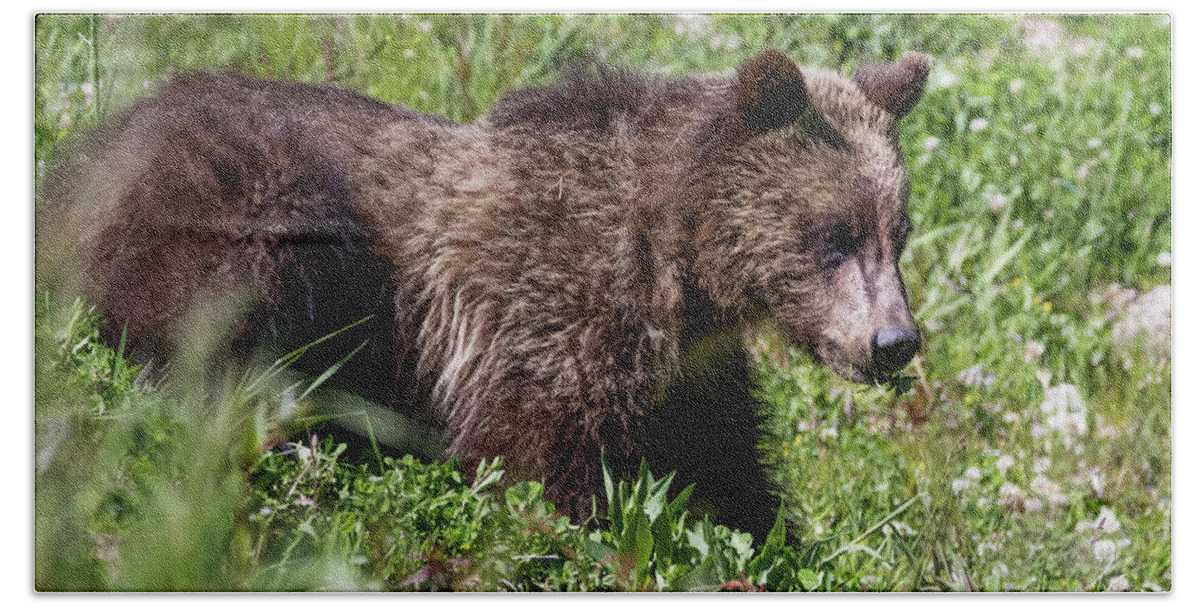  Bath Towel featuring the photograph Grizzly Cub by Vincent Bonafede