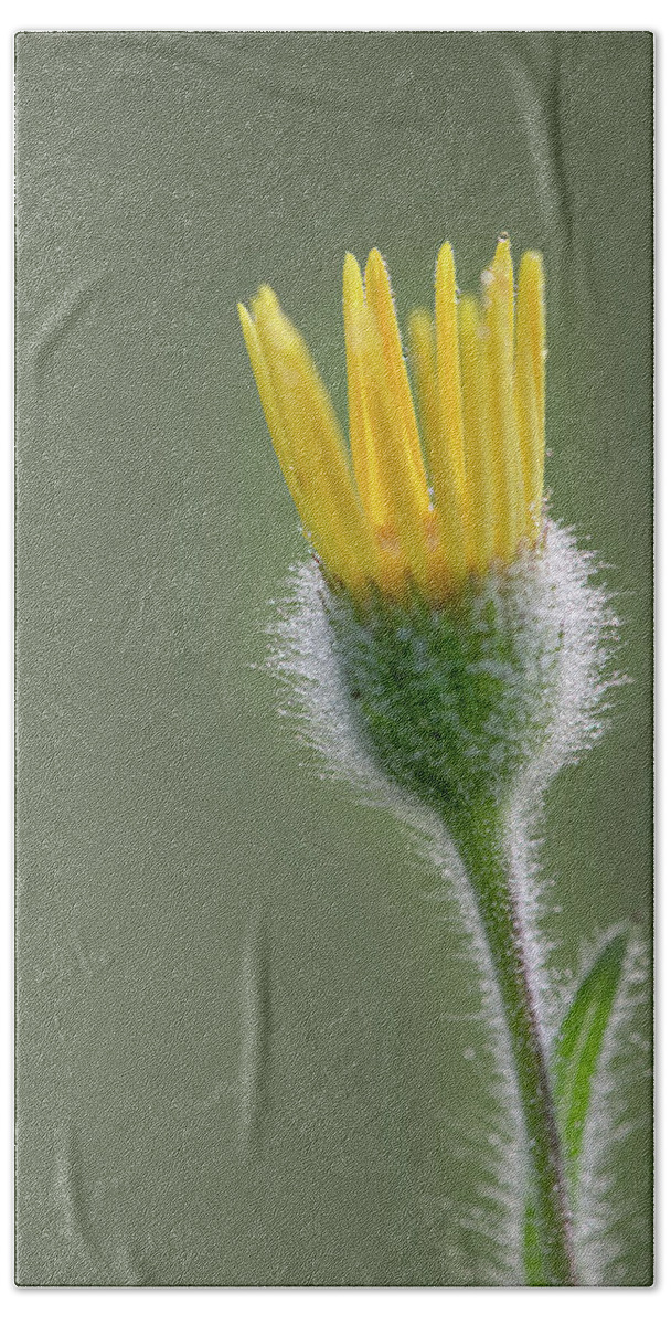 Groundsel Hand Towel featuring the photograph Groundsel Flower by Phil And Karen Rispin
