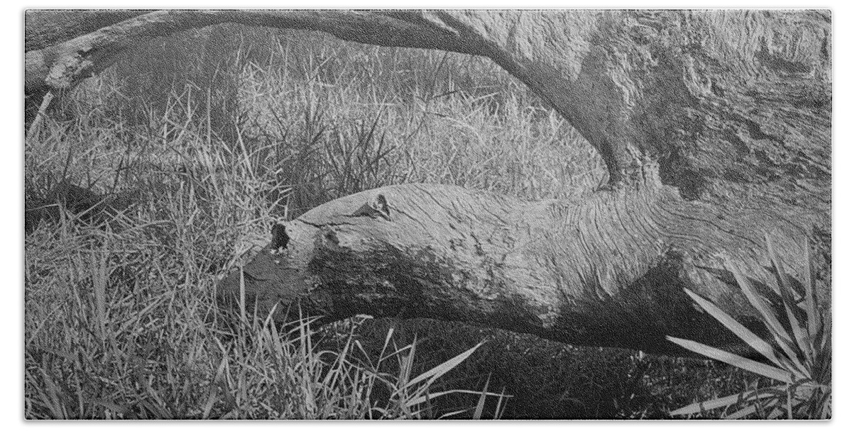 Florida Bath Towel featuring the photograph Guana River- Fallen Tree by John Simmons