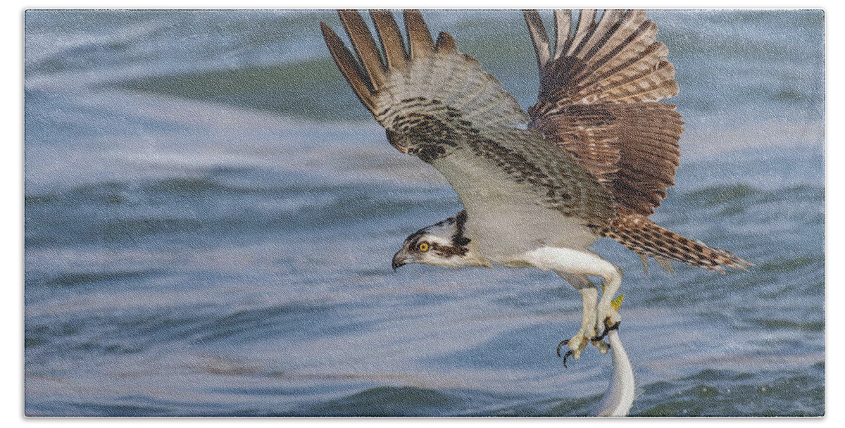 Osprey Bath Towel featuring the photograph Hangin' by One v2 by RD Allen