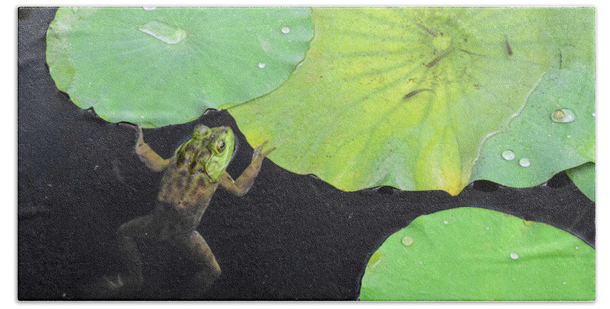 Bull Frog Plays Peek A Boo Partially Sticking Out Of The Water Of A Pond With Lily Pads Green Lily Pad Pads Dark Murky Water Drops Droplets Hand Towel featuring the photograph Hanging Out In The Pond by Ed Stokes