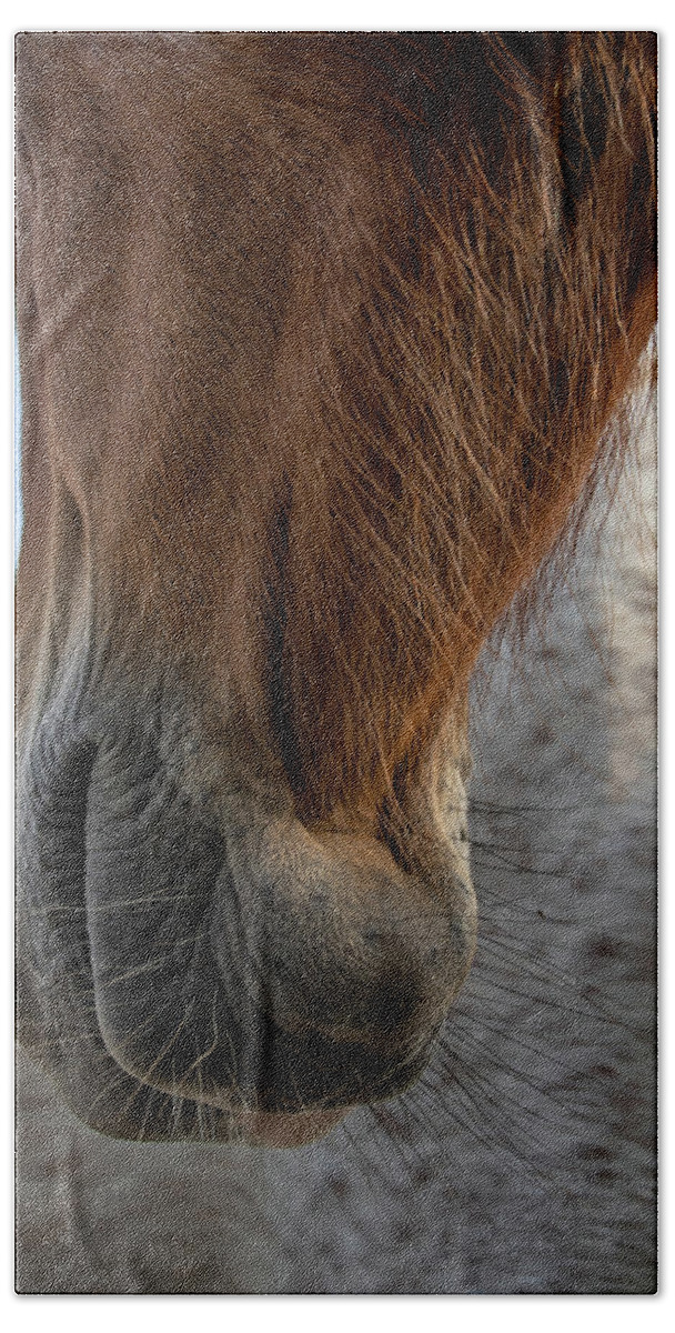 Horses Bath Towel featuring the photograph Hanging Out by M Kathleen Warren