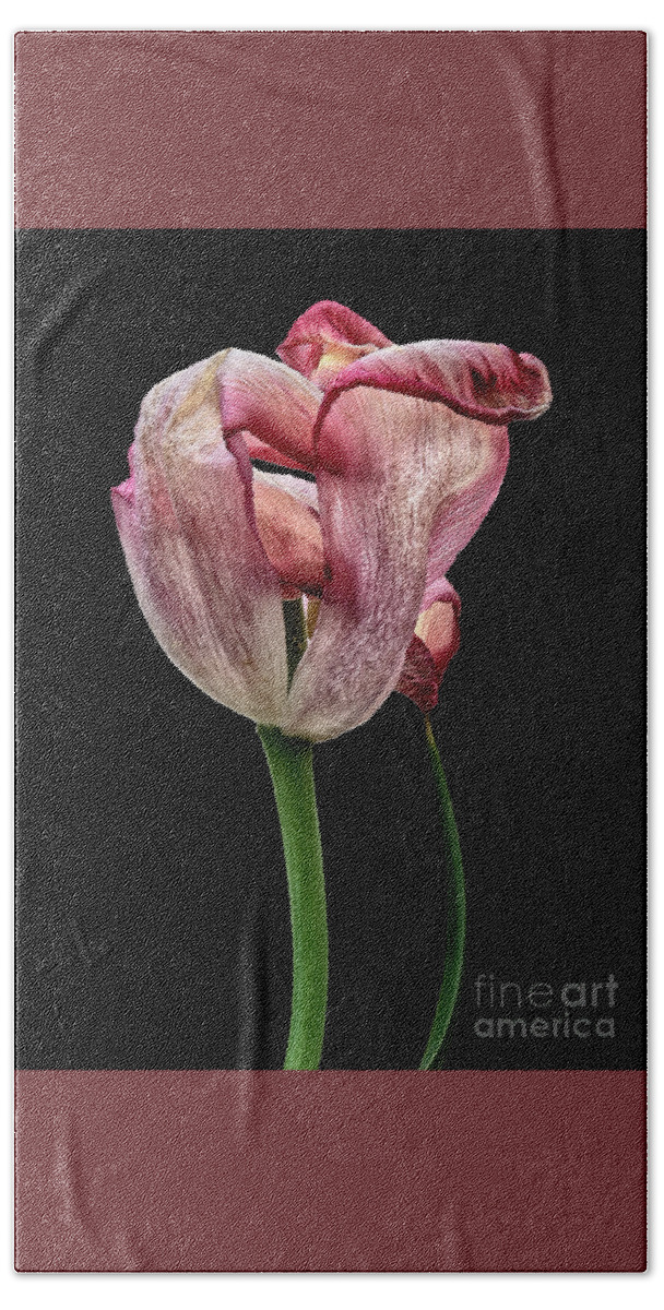 Withing Tulip Flower Associations Surreal Creative Beauty Beautiful Touching Weird Bizarre Eccentric Odd Peculiar Outlandish Unusual Imaginative Appealing Emotional Beautiful Wonderful Beauty Conceptual Singular Memorable Remarkable Striking Close Up Splendid Stunning Dramatic Impressive Effective Powerful Strong Meaningful Stylish Thoughtful Provocative Effective Telling Amazing Thoughtful Expressive Attentive Creative Black Background Philosophical Mysterious Elegance Simplicity Textural Fun Hand Towel featuring the photograph Happy withering tulip, beauty, thinker, black background,  by Tatiana Bogracheva