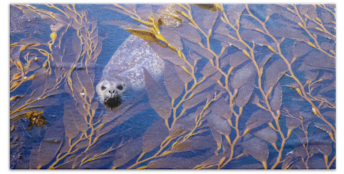  Hand Towel featuring the photograph Harbor Seal in Kelp #1 by Carla Brennan