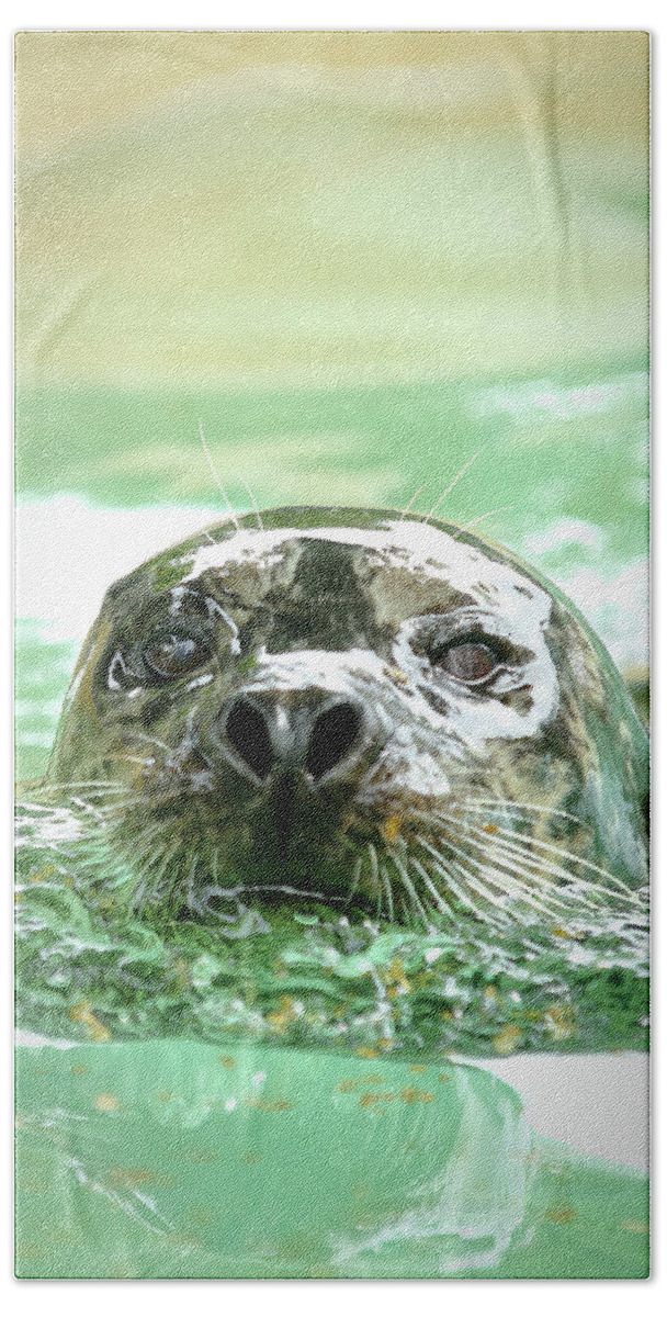 Harbor Seal Bath Towel featuring the photograph Harbor Seal by Lens Art Photography By Larry Trager