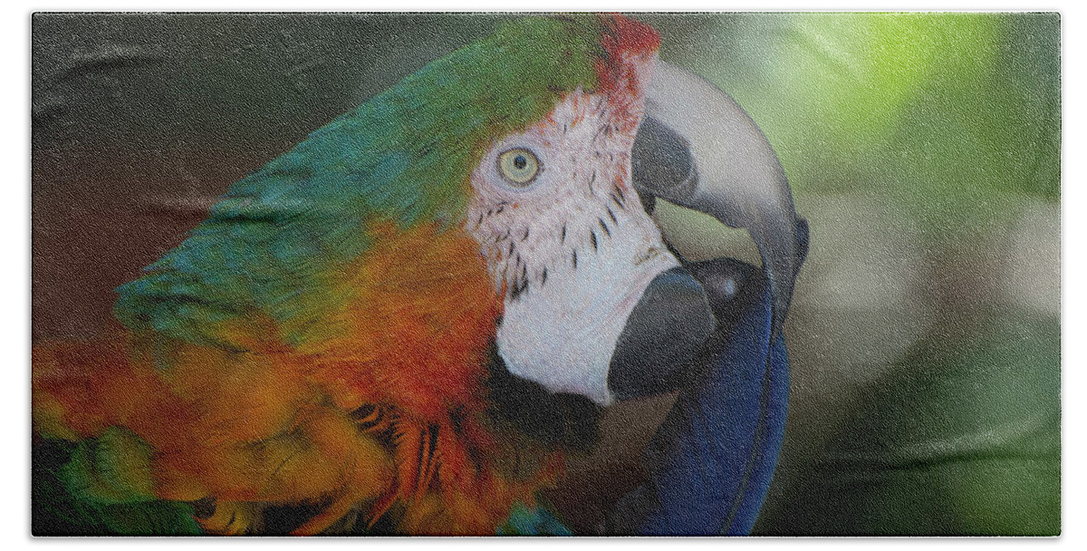 Bird Bath Towel featuring the photograph Harlequin Macaw by Carolyn Hutchins