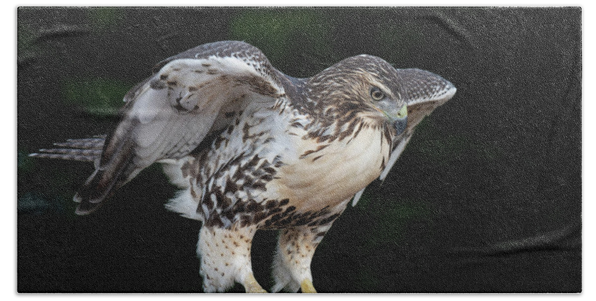 Red Tailed Hawk Hand Towel featuring the photograph Hawk on Table by Michael Hubley