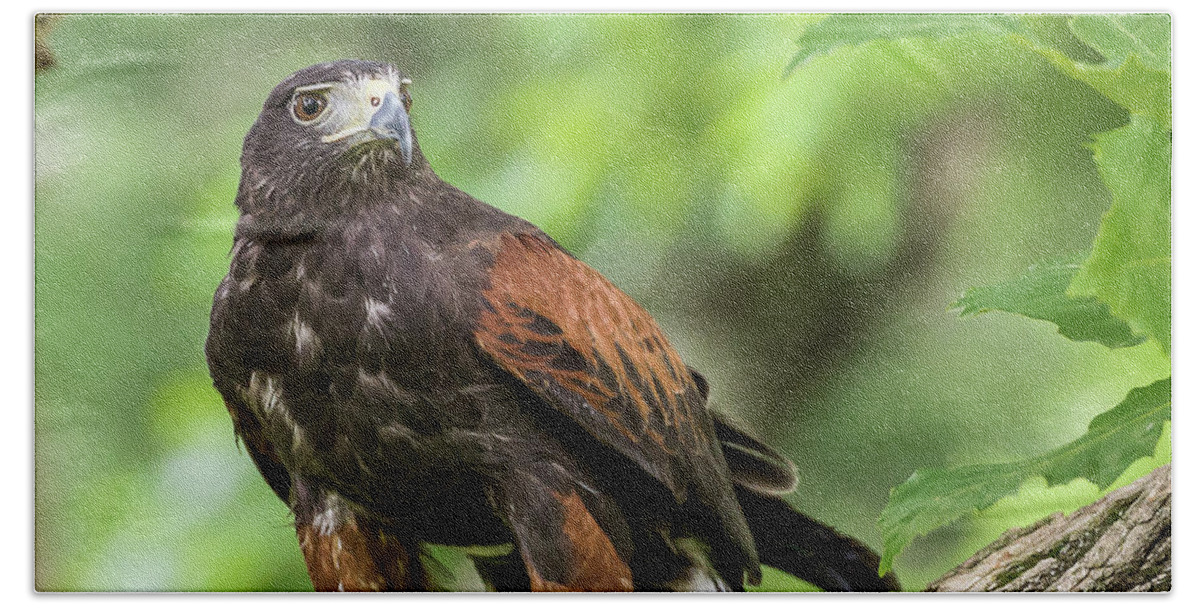 Raptors Owl Hawk Bath Towel featuring the photograph Hawk by Robert Miller