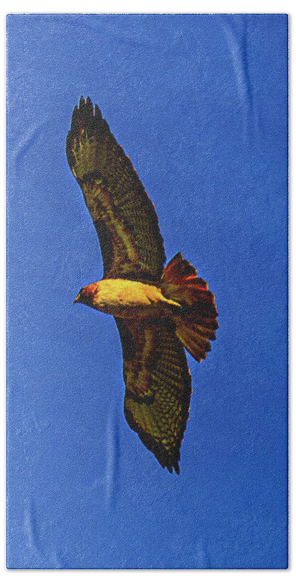 Hawk Hand Towel featuring the photograph Hawk Watch 2 by Phyllis Spoor