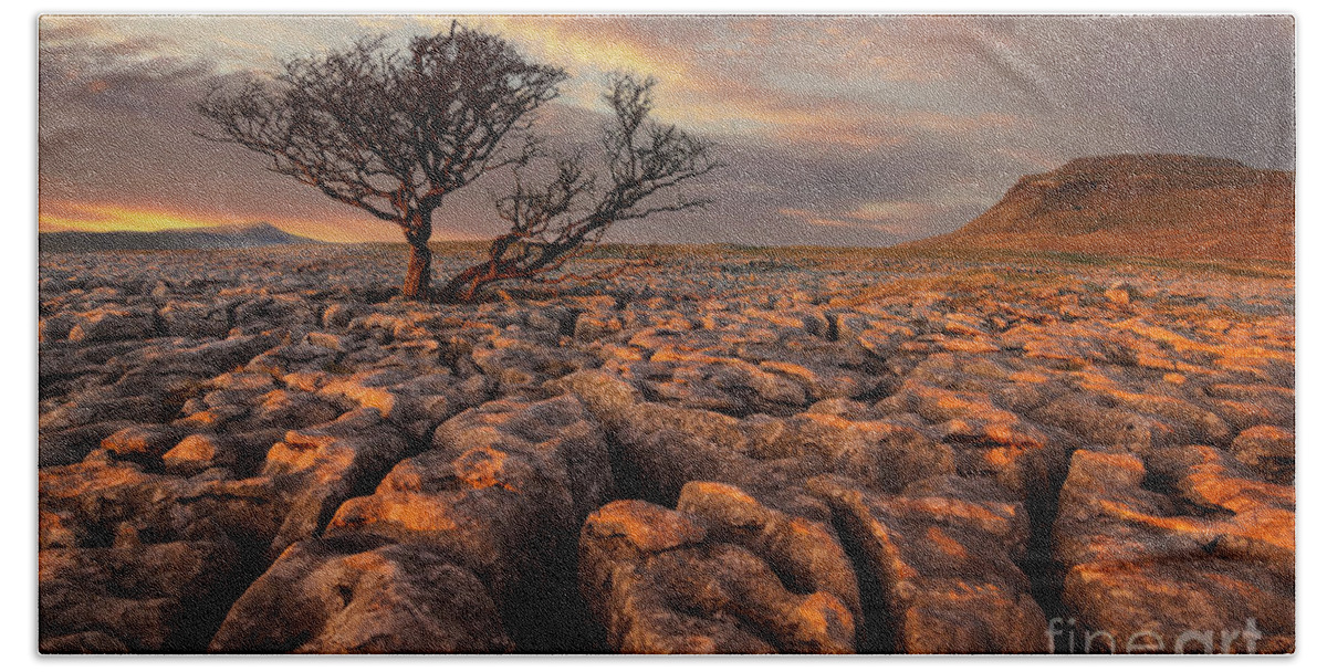 Tree Bath Towel featuring the photograph Hawthorne tree at sunset, White Scars, Ingleborough, Yorkshire Dales National Park, England by Neale And Judith Clark