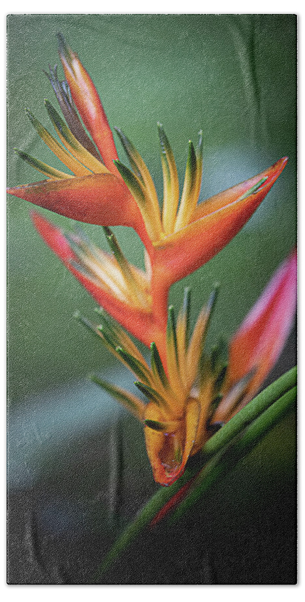 Costa Rica Bath Towel featuring the photograph Heliconia by Teresa Wilson