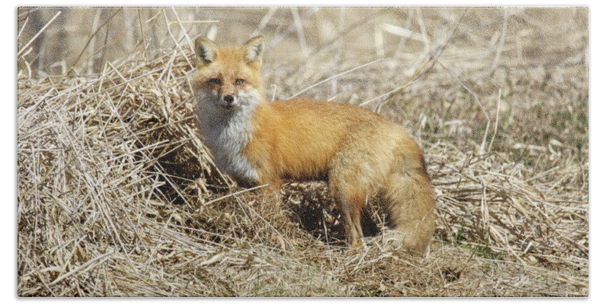 Red Fox Bath Towel featuring the photograph Hello Foxy by Brook Burling