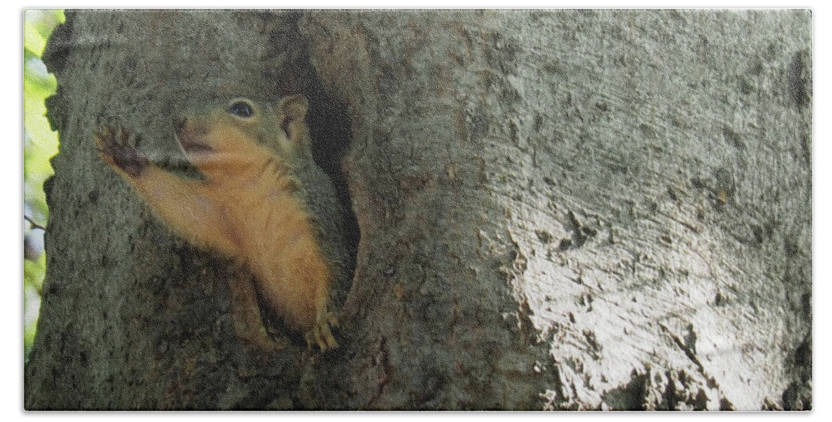 Squirrel Bath Towel featuring the photograph Hello Hi There Have a Good Day by C Winslow Shafer