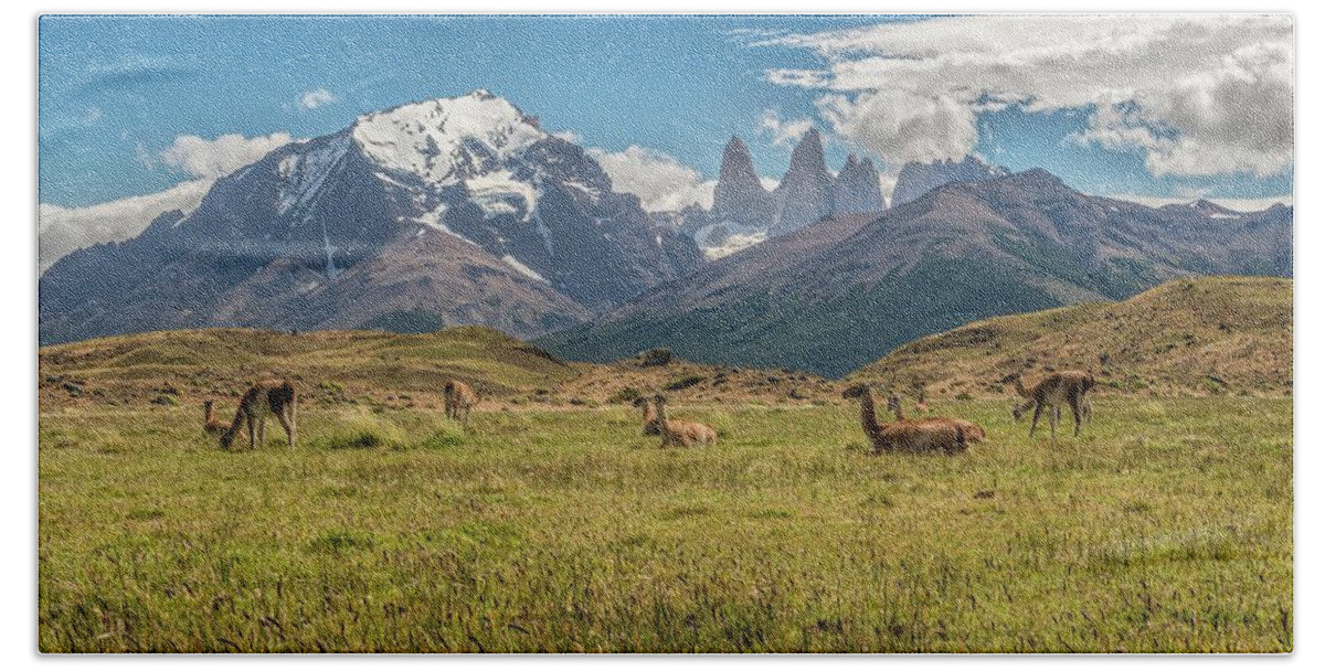 Andes Bath Towel featuring the photograph Herd of Guanacos grazing and resting in the foothills of Torres by Henri Leduc