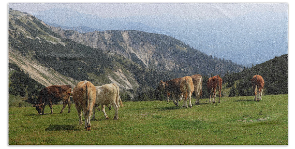 Hochkar Bath Towel featuring the photograph Herd of Pinzgauer cattle grazes on the Hochkar mountain with an incredible and soothing view of the rest of the Austrian Alps. Organic product, the freshest and highest quality milk. by Vaclav Sonnek