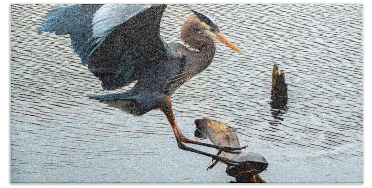 Lakes And Rivers Hand Towel featuring the photograph Heron Sticks the Landing by Larey McDaniel