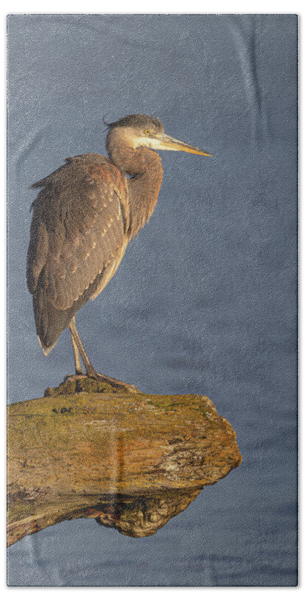 Blue Heron Hand Towel featuring the photograph Heron Sunset Vertical by Michael Rauwolf