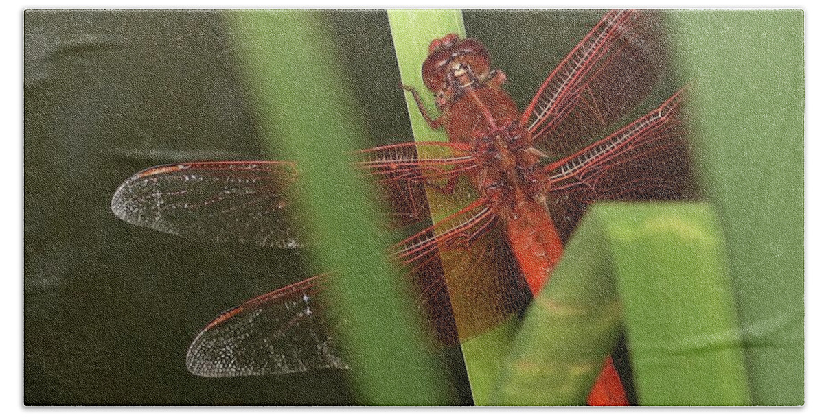 Red Dragonfly Bath Towel featuring the photograph Hidden Red Dragonfly by Beverly M Collins