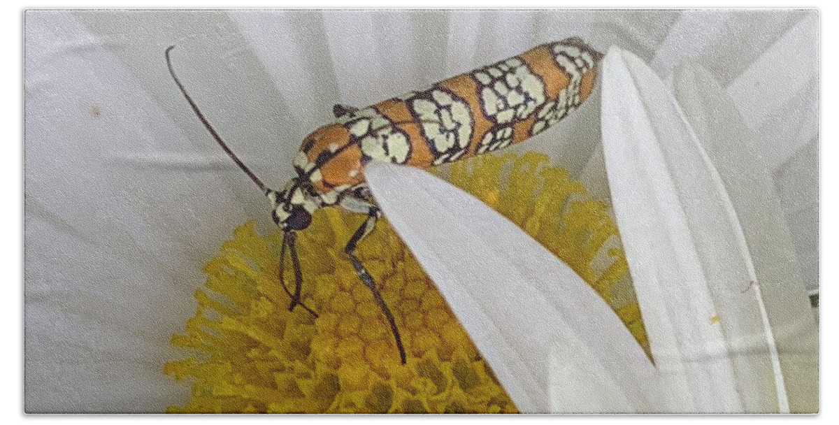 Daisy Hand Towel featuring the photograph Hide me Here Bug by Catherine Wilson