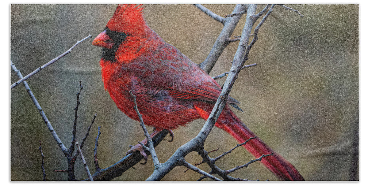Cardinal Bath Towel featuring the photograph Hill Country Cardinal by Ron Long Ltd Photography