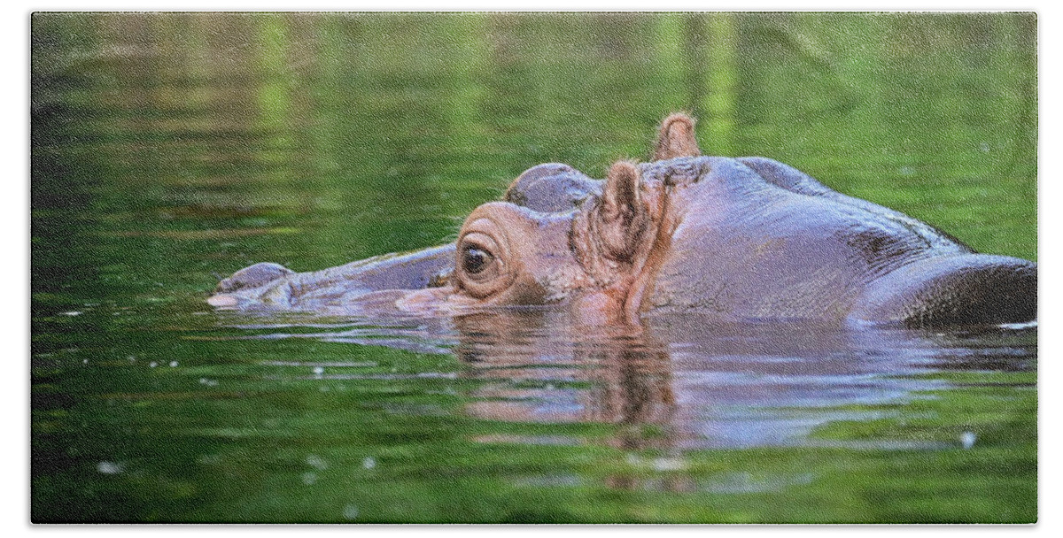 Animal Bath Towel featuring the photograph Hippo in water by Ed Stokes