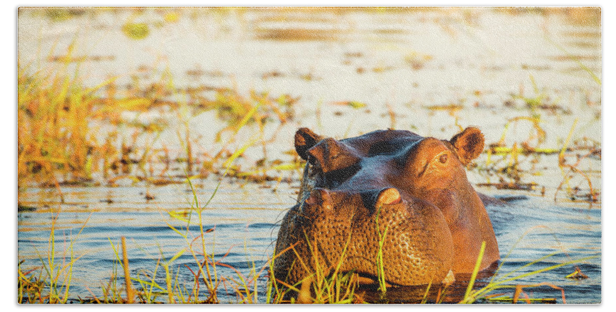 Hippopotamus Hand Towel featuring the photograph Hippopotamus Chobe River by THP Creative