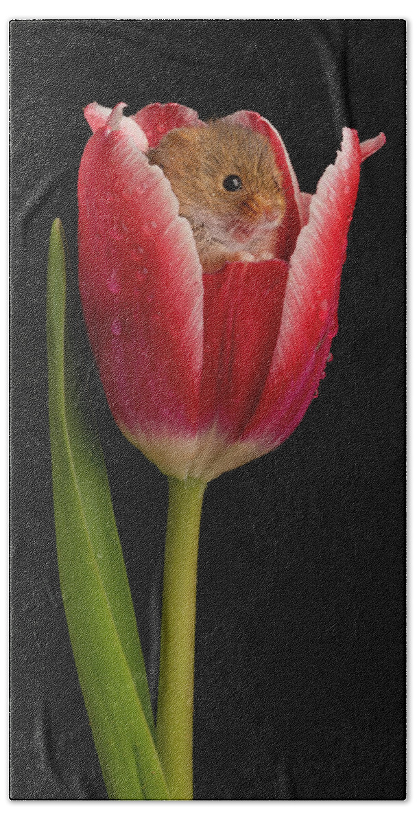 Harvest Bath Towel featuring the photograph HM Tulip-02013 by Miles Herbert