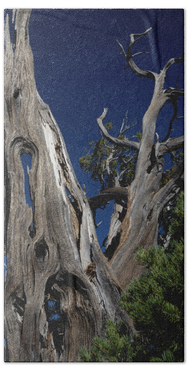 Tree Hand Towel featuring the photograph Hollow Tree by Renee Logan